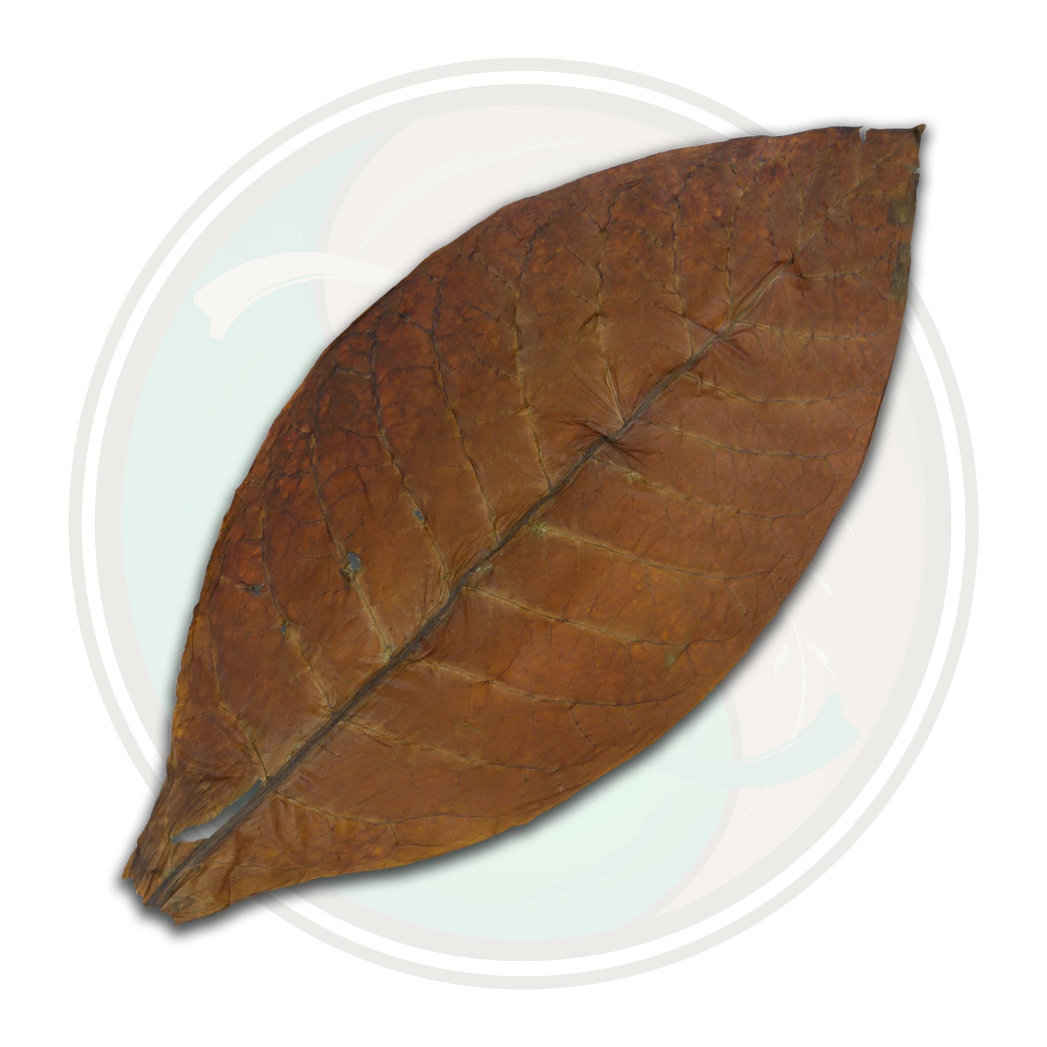 Dominican Binder Tobacco Leaf Cigar Binder Tobacco Grown in the